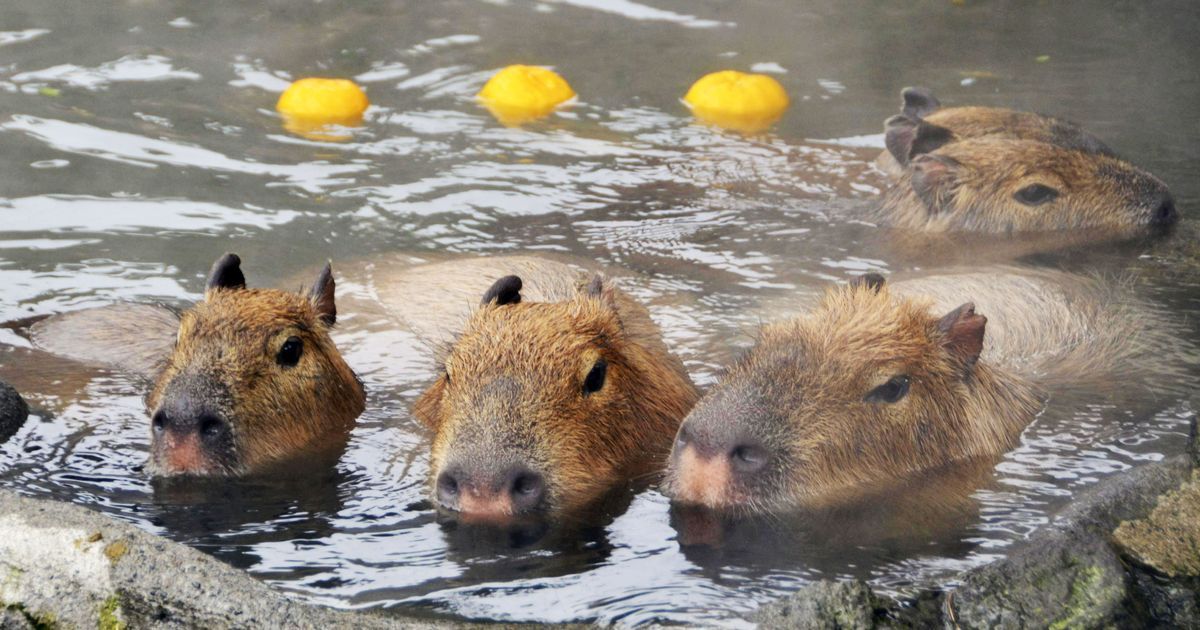 A capybara!